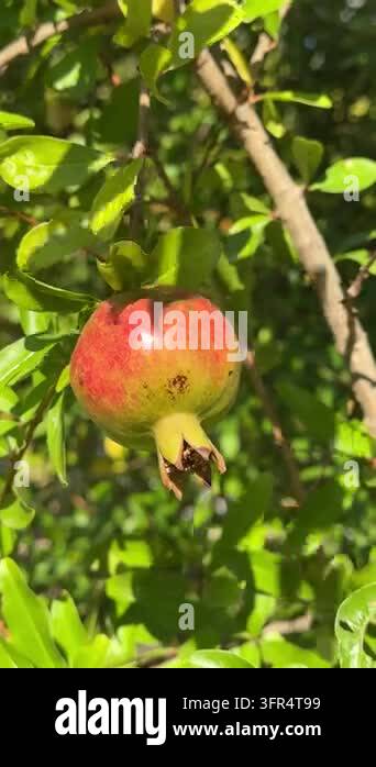 Vertical 4K video macro shot of a fresh wild pomegranate fruit ripening ...