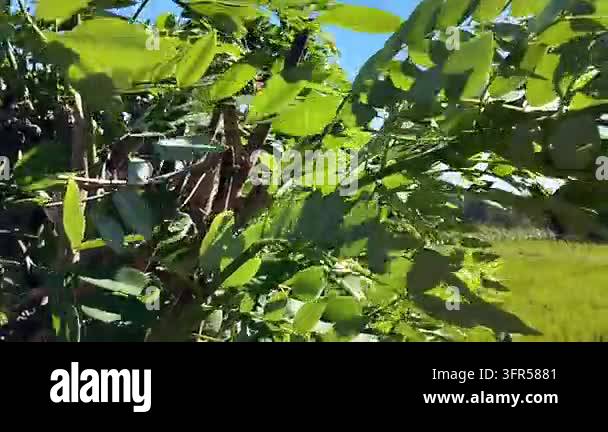 Dense green foliage and overlapping leaves form a layered tree canopy ...