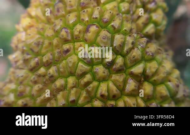 Macro footage reveals green jackfruit skin with yellow-green tones ...