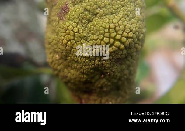 Detailed jackfruit surface displays dense rounded bumps and an ...