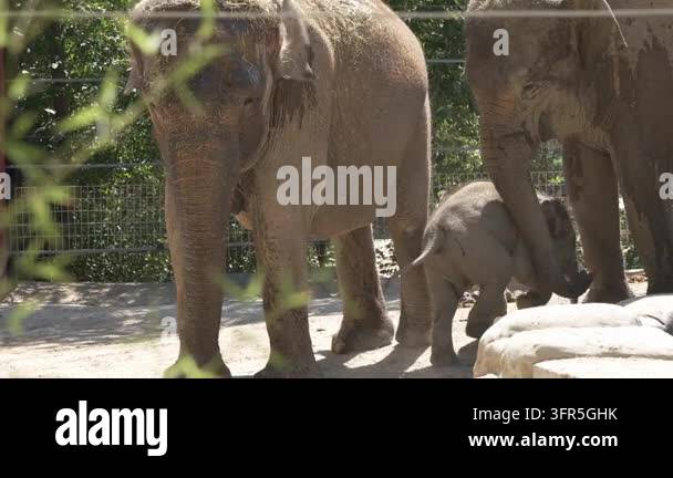 Adorable baby elephant calf walking with its protective mother and the ...