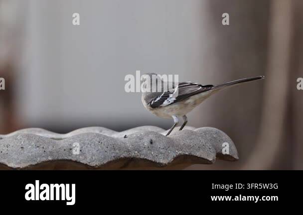 Small gray bird perched on a wavy concrete roof edge Stock Video ...