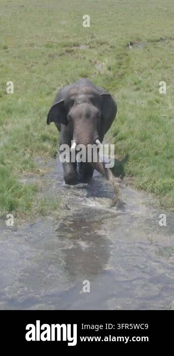 Elephant walking through shallow water in grassy landscape under bright ...