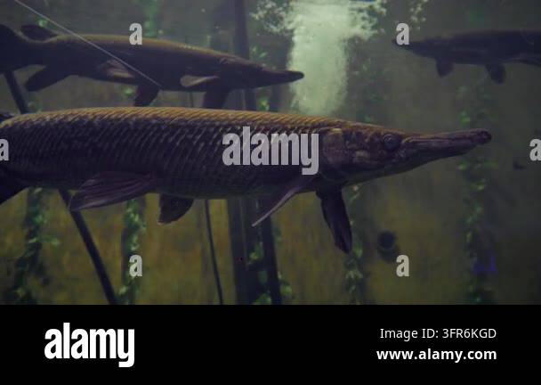 Sharp Teeth Frame Longnose gar fish swimming in dark aquarium water close up shot ...