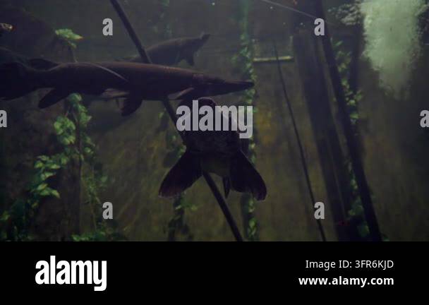 Sharp Teeth Frame Longnose gar fish swimming in dark aquarium water close up shot ...
