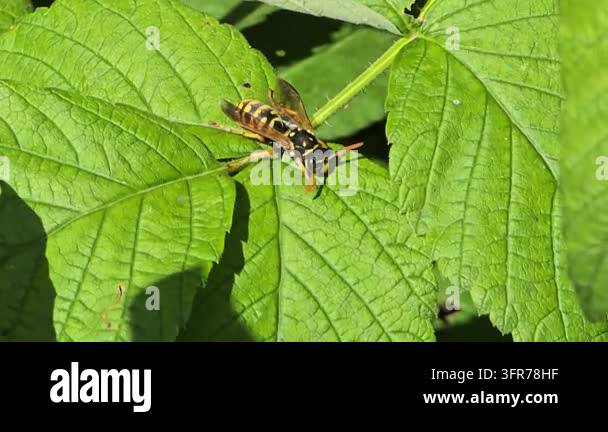 Insect resting on a green leaf in a natural outdoor setting Stock Video ...