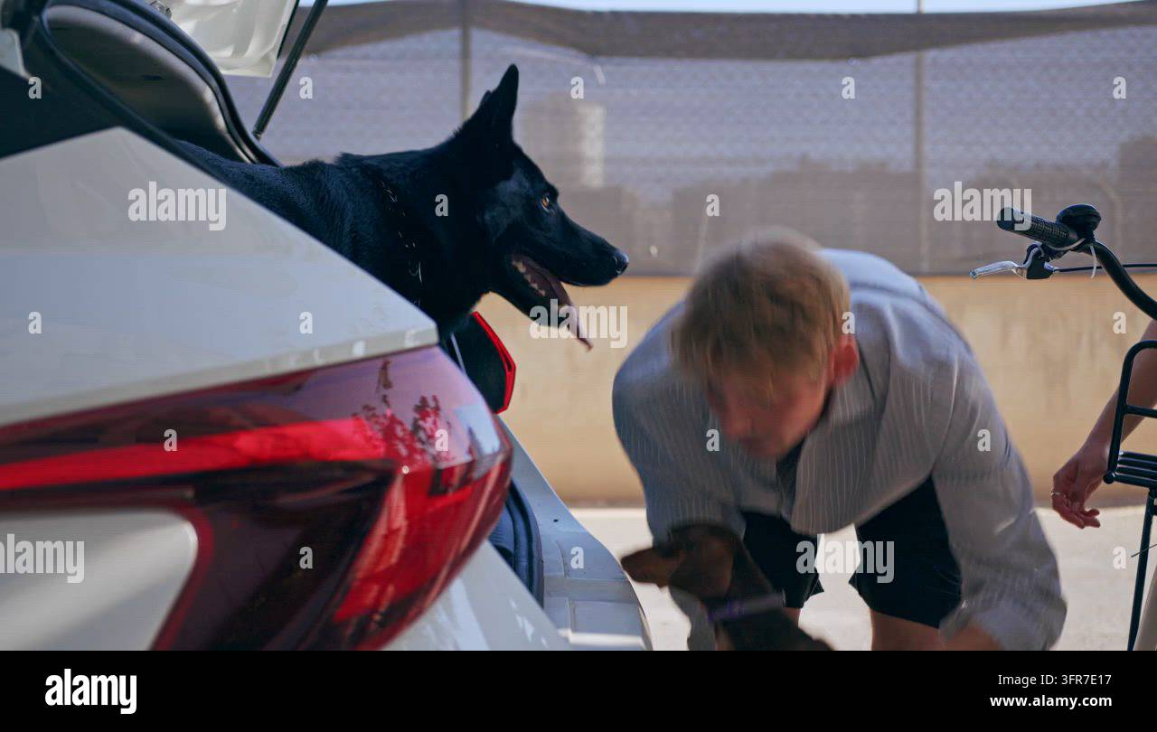 Laoding Activity Man is loading dogs in trunk Stock Video Footage - Alamy