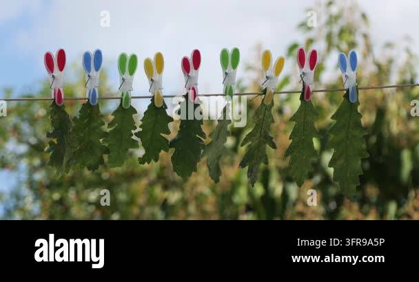 P Background Green oak leaves hanging from a clothesline with colorful plastic ...