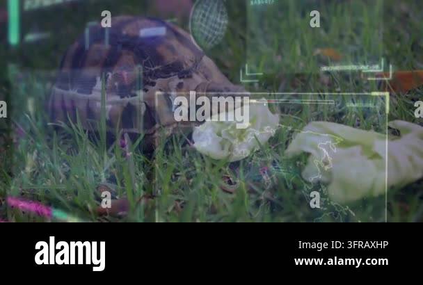 Tortoise nudging lettuce and pulling leaf while feeding, HUD overlay ...