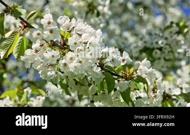 White cherry blossoms in sunlight, closeup of branch with fresh green ...