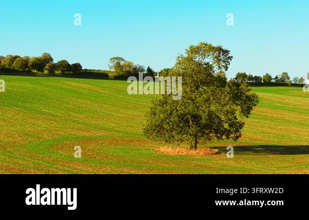 Large oak tree in green rural field beneath clear blue sky. Solitary ...