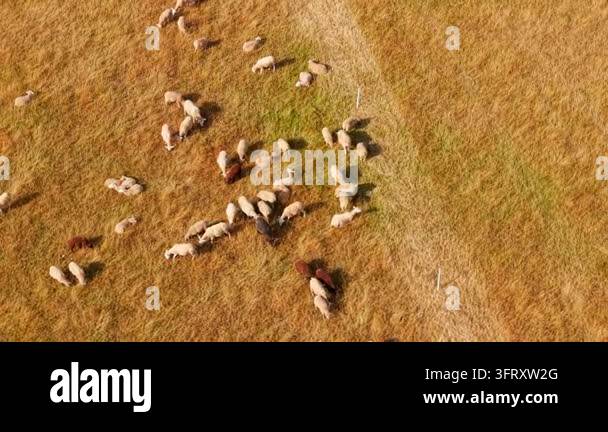 Livestock pasture from above with sheep flock across open grassland ...