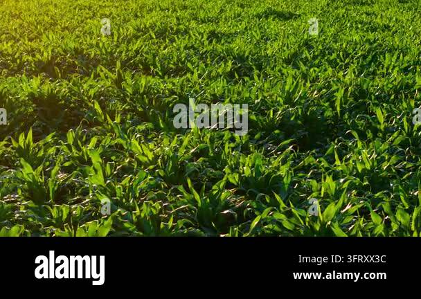 Texture For Background Sunlit corn canopy with lush green foliage texture. Healthy maize ...