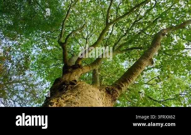 Mature woodland tree with broad crown and branching canopy overhead ...