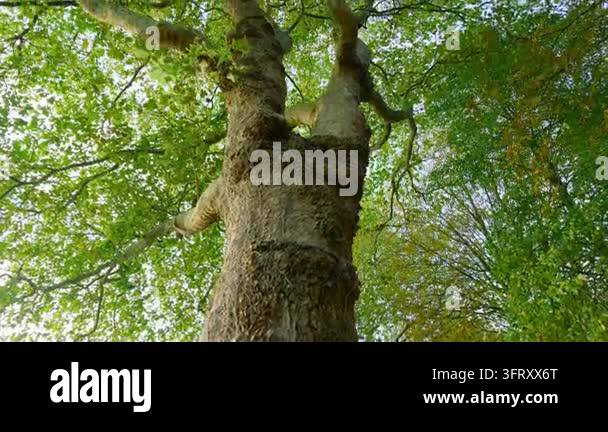 Old tree canopy with green leaves and thick branches from below ...