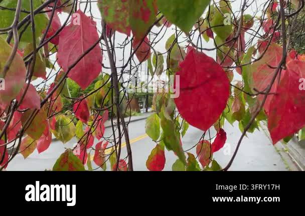 Photo Raining Day Close-up of vibrant red and green autumn leaves covered in raindrops on ...