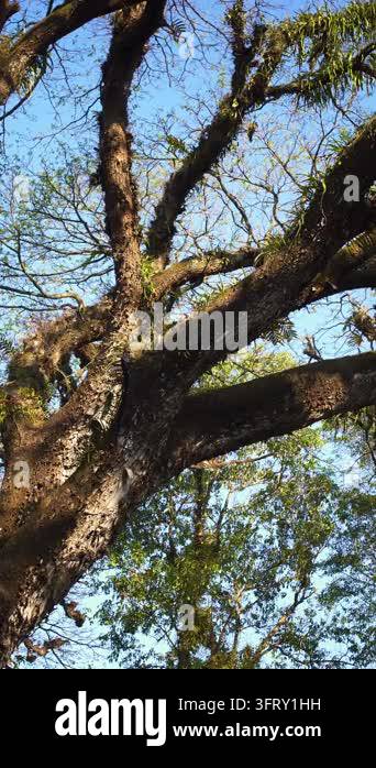 A majestic old tree with wide-spreading roots and branches stretching ...