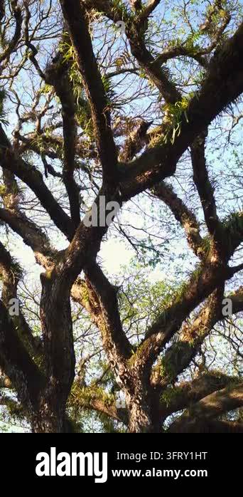 A majestic old tree with wide-spreading roots and branches stretching ...