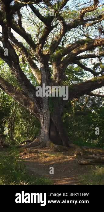 A majestic old tree with wide-spreading roots and branches stretching ...