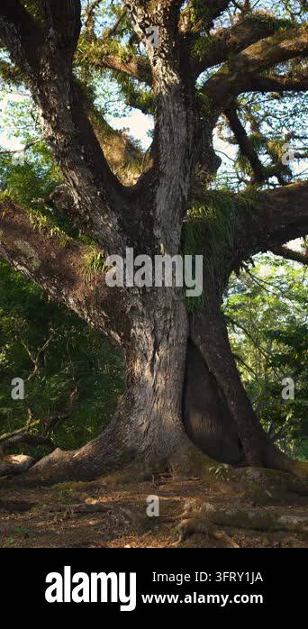 A majestic old tree with wide-spreading roots and branches stretching ...