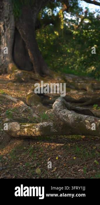 A majestic old tree with wide-spreading roots and branches stretching ...