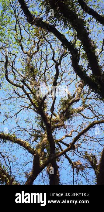 A majestic old tree with wide-spreading roots and branches stretching ...