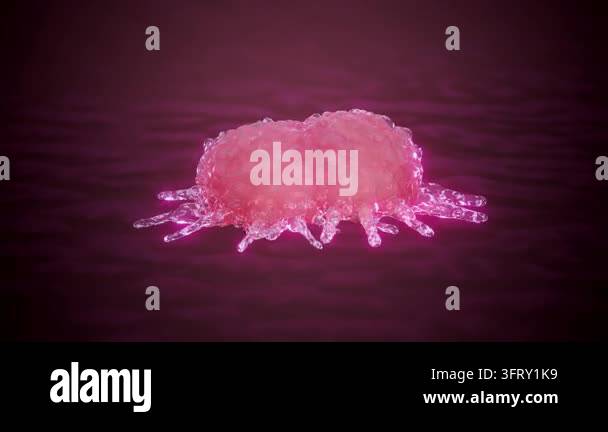 Microscopic view of a pink cell dividing into two cells, showing the ...