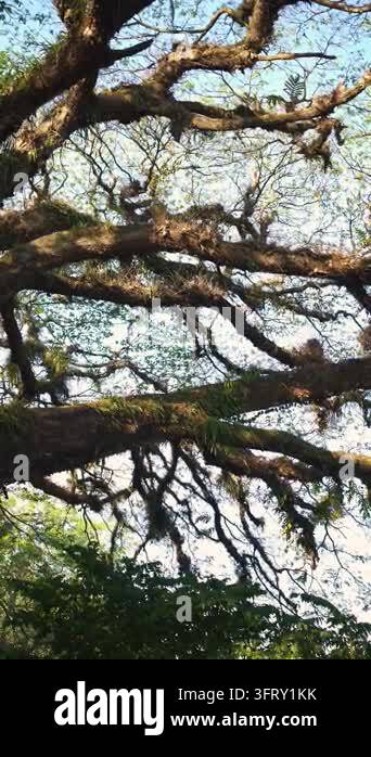 A majestic old tree with wide-spreading roots and branches stretching ...