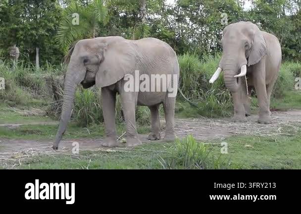 African elephants walking through a green zoo enclosure with natural ...