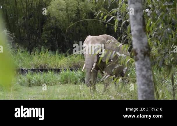 African elephant walking across grassy zoo enclosure with trunk lowered ...