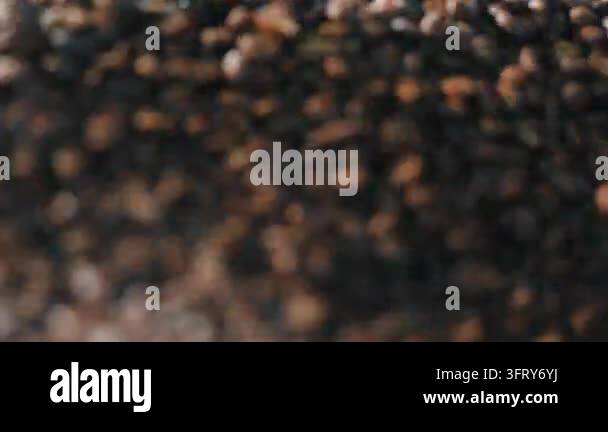Close up roasted coffee beans mixing in industrial roaster at factory ...