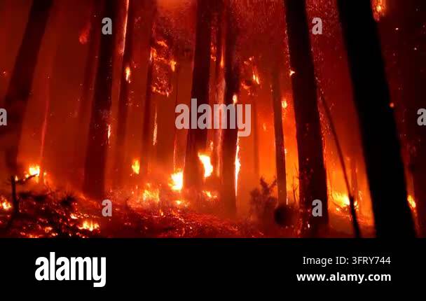 Intense forest fire burning through tall trees at night Stock Video ...