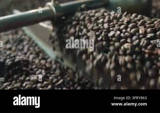 Roasted coffee beans mixing inside large industrial drum roaster at ...
