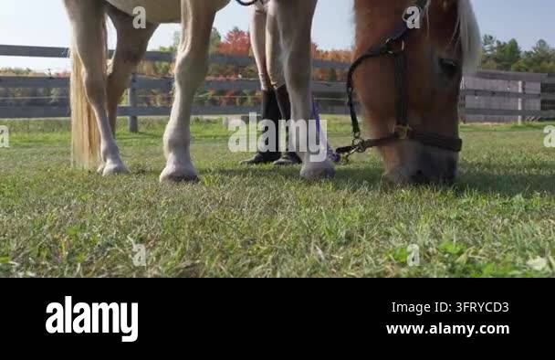 Low angle shot of a horse grazing in a grassy field with a person ...