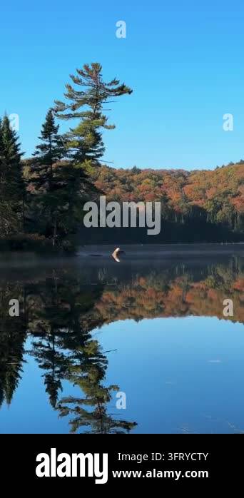 Calm lake reflecting trees and autumn colors Stock Video Footage - Alamy