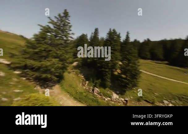 Low angle tracking shot through lush green grass and wildflowers in a ...