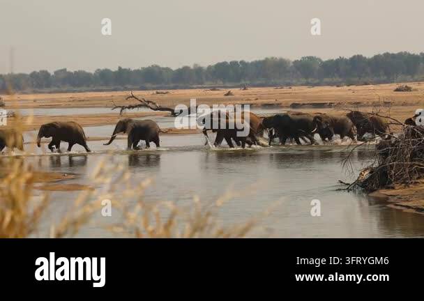 A herd of elephants walks across a shallow river in a dry, savanna ...
