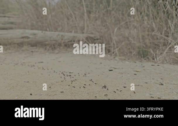 Texture For Background Close up real time style video of black ants crawling fast on texture ...