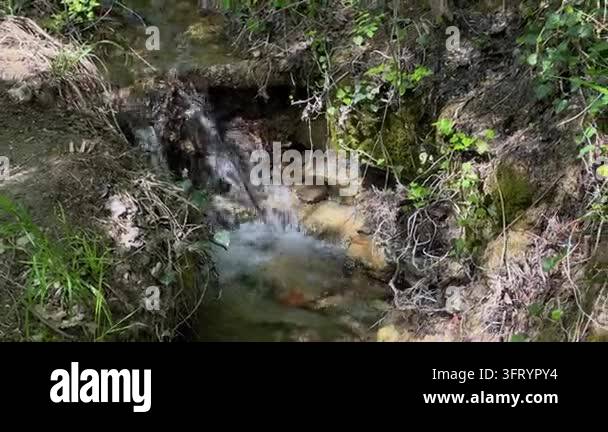 Small natural waterfall cascading into a clear forest stream surrounded ...