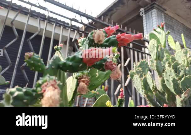 Nopalea cochenillifera cactus developing reddish flower or fruit buds ...
