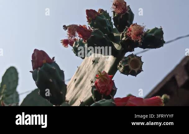Nopalea cochenillifera cactus developing reddish flower or fruit buds ...
