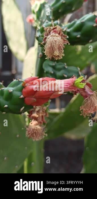Nopalea cochenillifera cactus developing reddish flower or fruit buds ...