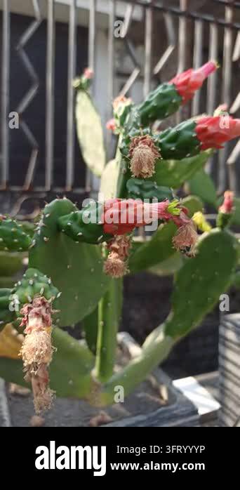 Nopalea cochenillifera cactus developing reddish flower or fruit buds ...