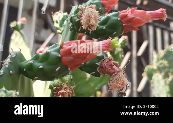 Nopalea cochenillifera cactus developing reddish flower or fruit buds ...