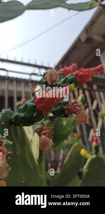 Nopalea cochenillifera cactus developing reddish flower or fruit buds ...