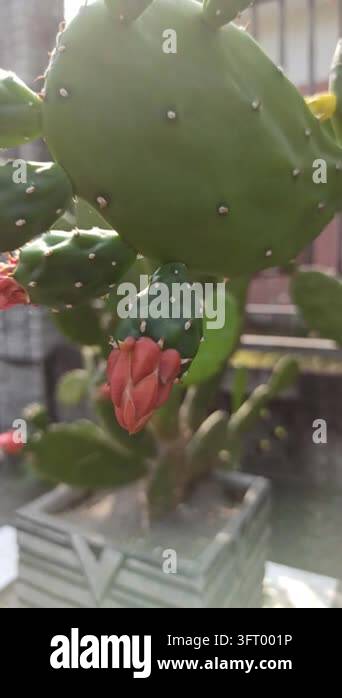 Nopalea cochenillifera cactus developing reddish flower or fruit buds ...