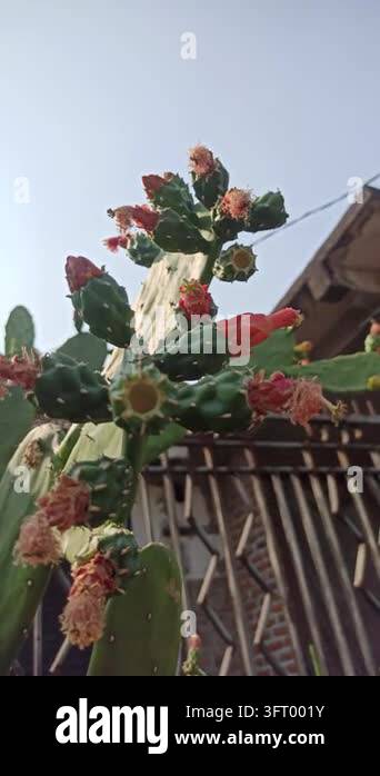 Nopalea cochenillifera cactus developing reddish flower or fruit buds ...