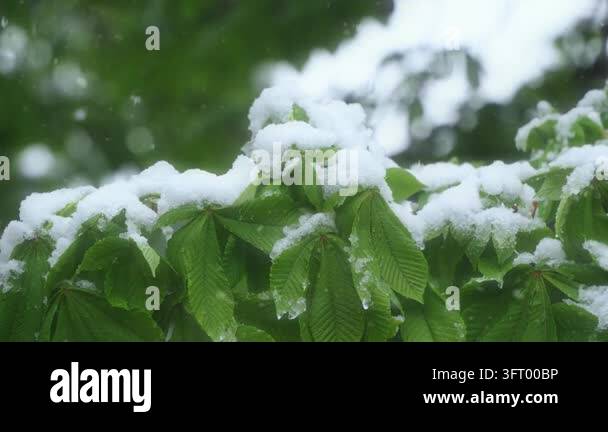 Fresh green leaves covered with soft snow create a beautiful contrast ...