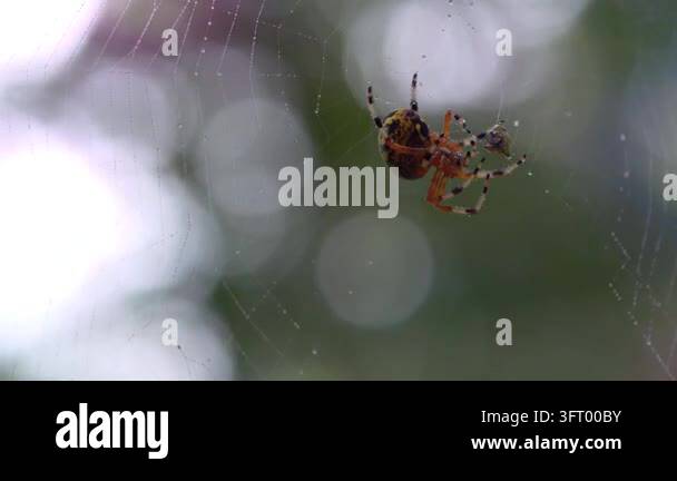 A spider carefully weaves a delicate web outdoors in a natural setting ...
