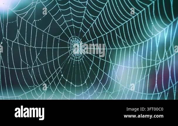 Close-up of sparkling dewdrops covering a delicate spider web in soft ...